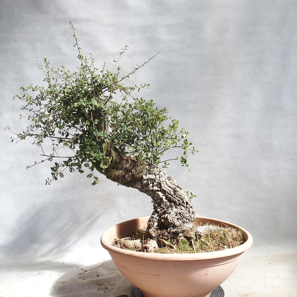 venkovní bonsai Quercus suber - Korkový dub