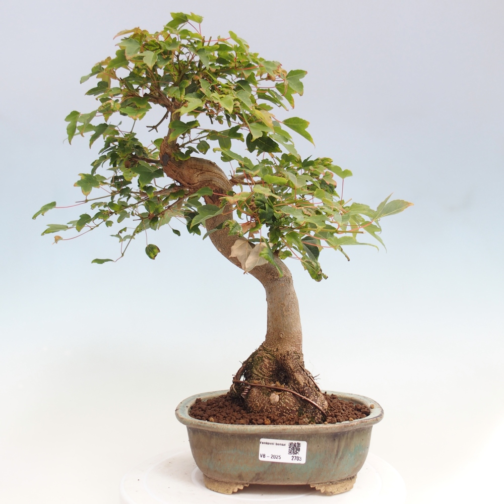 Venkovní bonsai - Acer Buergerianum - Javor Burgerův