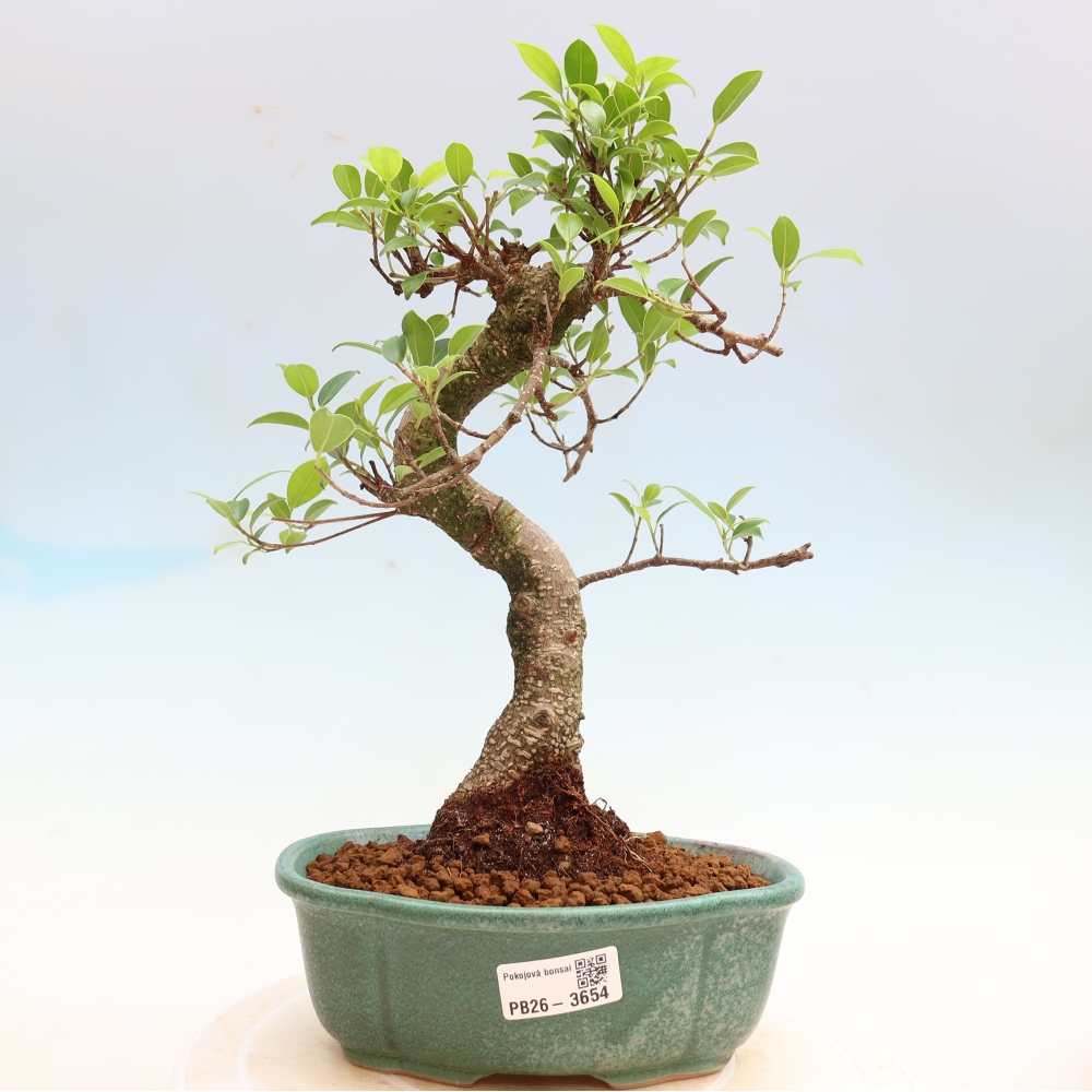 Pokojová bonsai - Ficus kimmen -  malolistý fíkus
