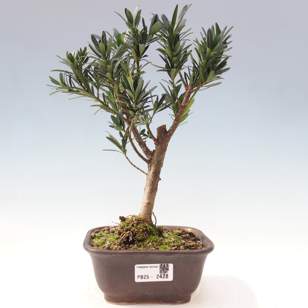 Pokojová bonsai - Podocarpus - Kamenný tis