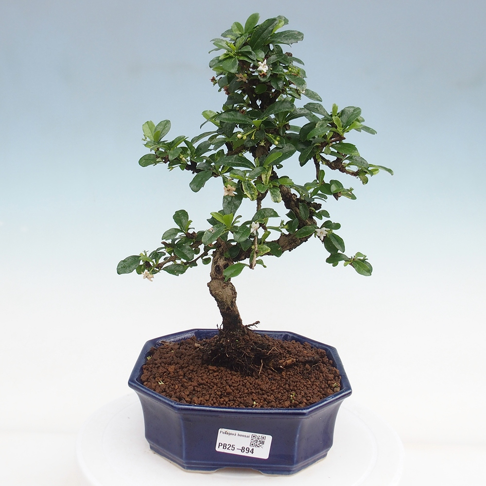 Pokojová bonsai - Carmona macrophylla - Čaj fuki