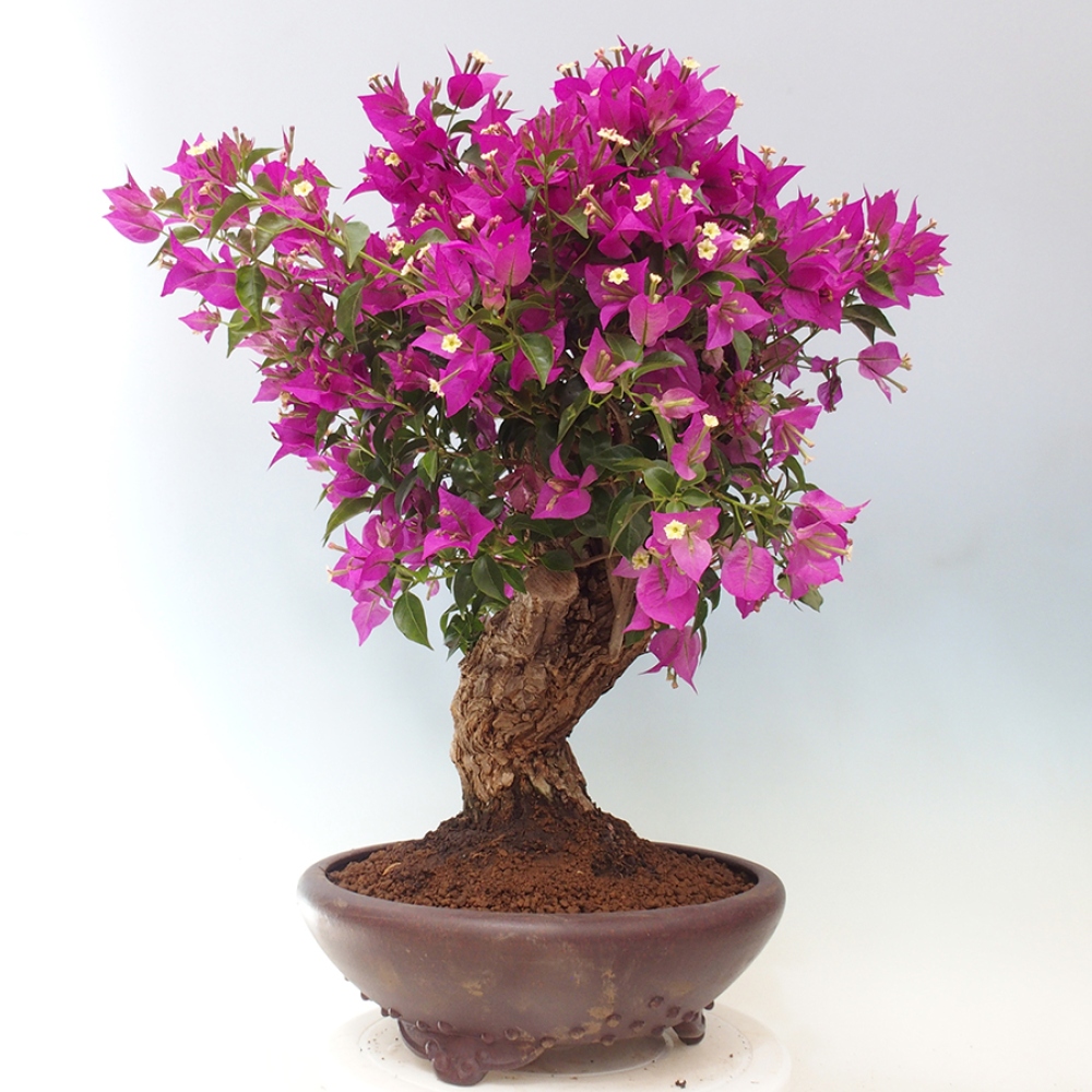 Pokojová bonsai - Bouganwilea