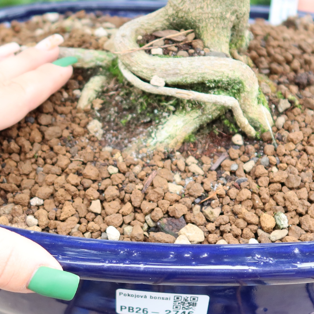 Pokojová bonsai - Zantoxylum piperitum - pepřovník