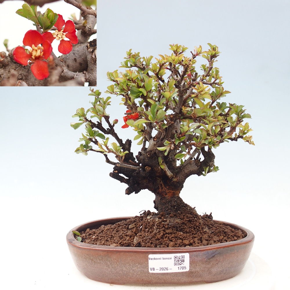 Venkovní  bonsai -  Chaneomeles speciosa - Kdoulovec ozdobný