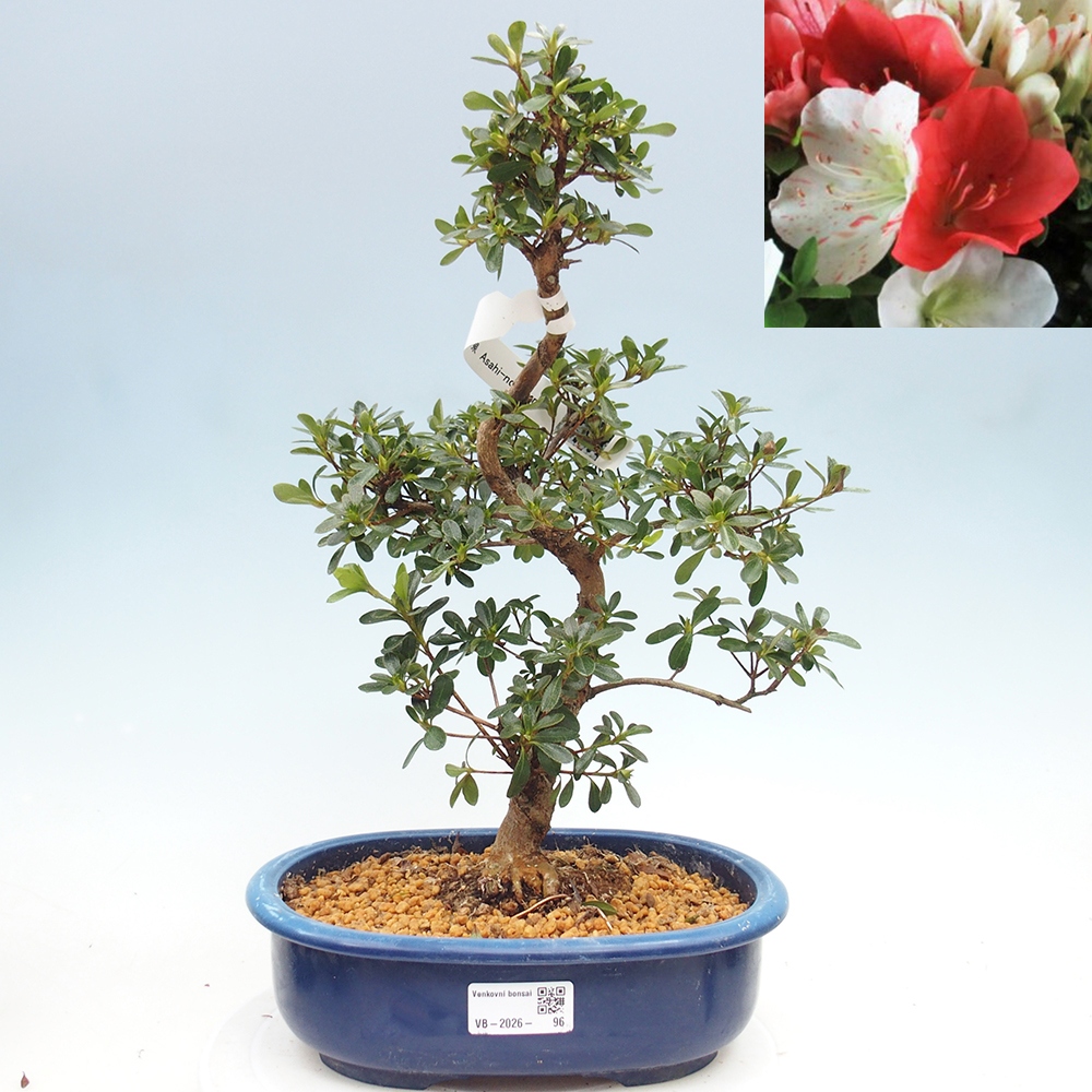 Venkovní bonsai - Japonská azalka - Azalea Asahi-no-izumi