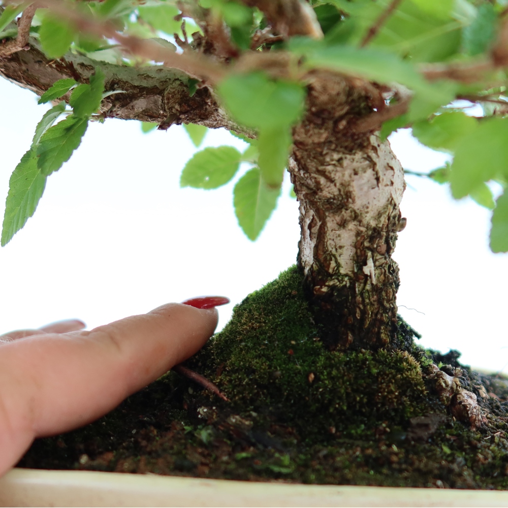 Venkovní bonsai -Carpinus Coreana - Habr korejský