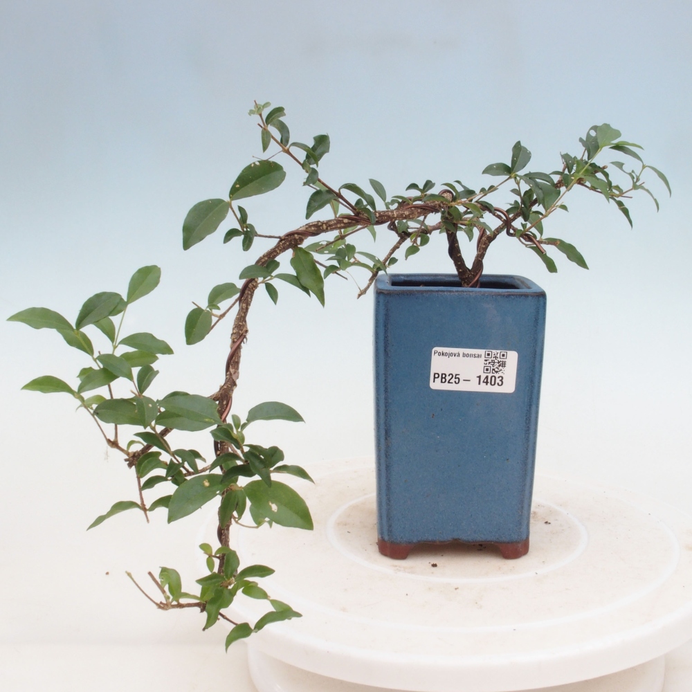 Pokojová bonsai - Malpighia coccigera- Barbdorská třešeň