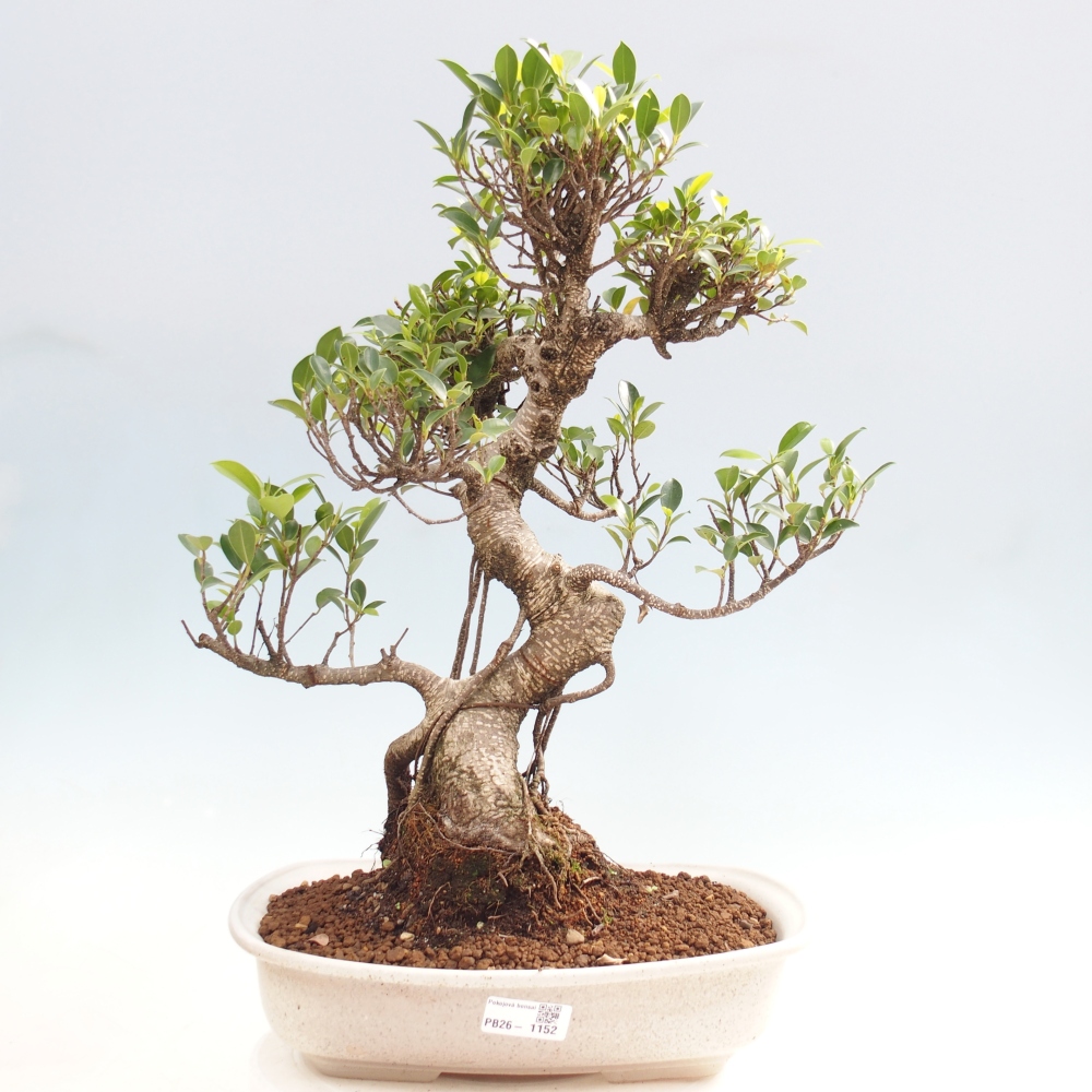 Pokojová bonsai - Ficus kimmen -  malolistý fíkus