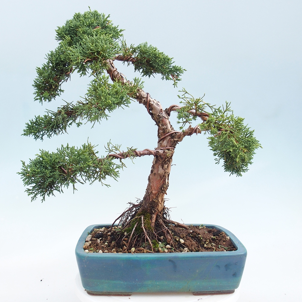 Venkovní bonsai - Juniperus chinensis Kishu -Jalovec čínský