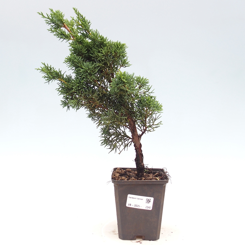 Venkovní bonsai - Juniperus chinensis Kishu -Jalovec čínský