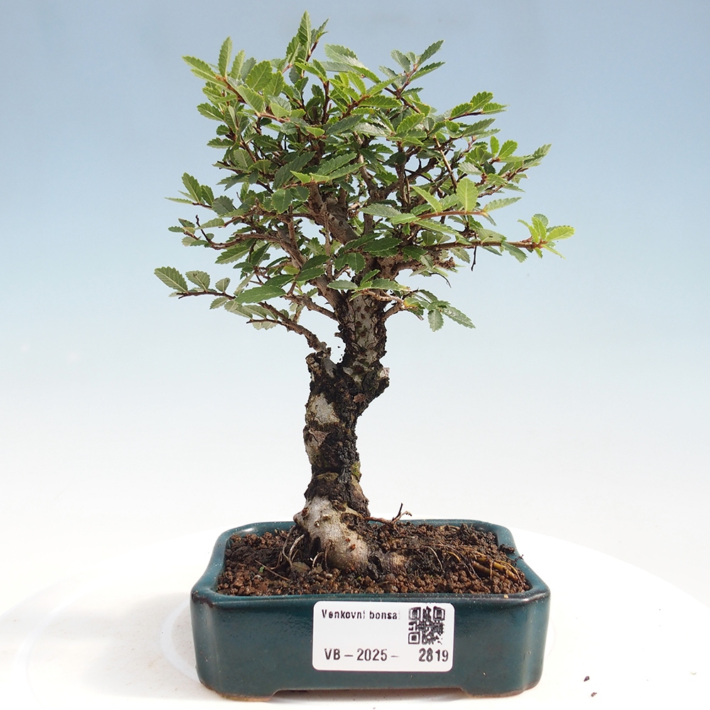 Venkovní bonsai - Zelkova - Zelkova NIRE