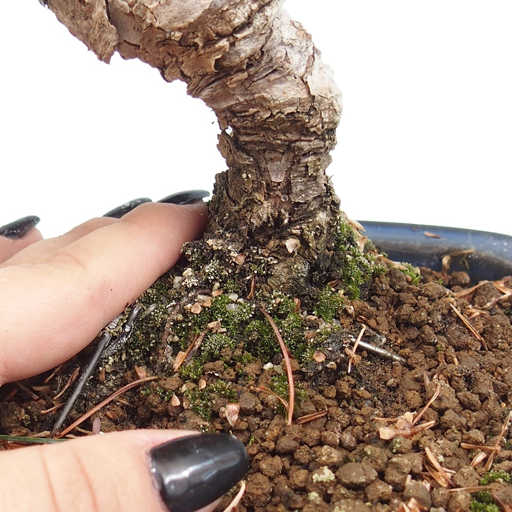 Venkovní bonsai - Pinus parviflora - Borovice drobnokvětá