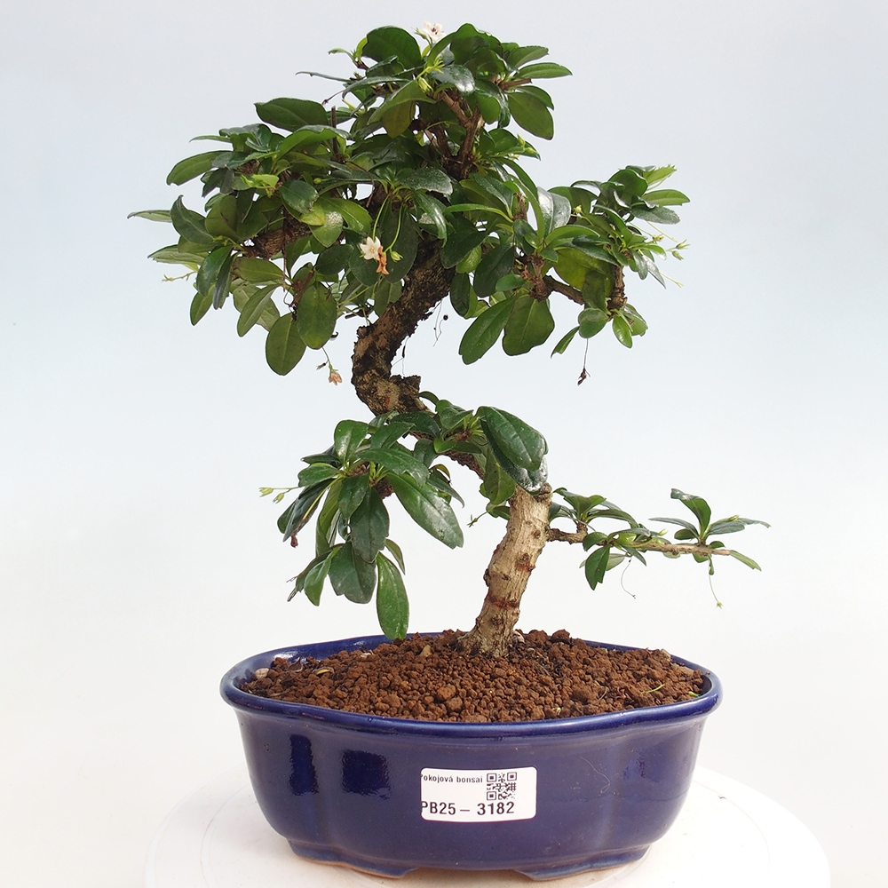 Pokojová bonsai - Carmona macrophylla - Čaj fuki