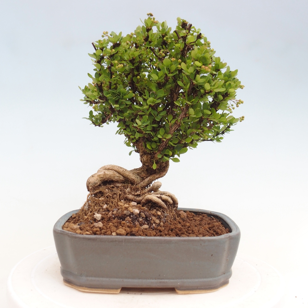 Venkovní bonsai - Berberis coreana - Dřištál korejský
