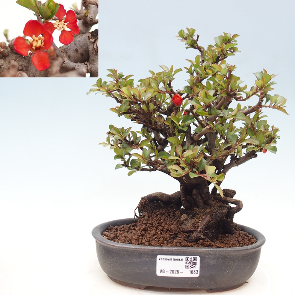 Venkovní  bonsai -  Chaneomeles speciosa - Kdoulovec ozdobný