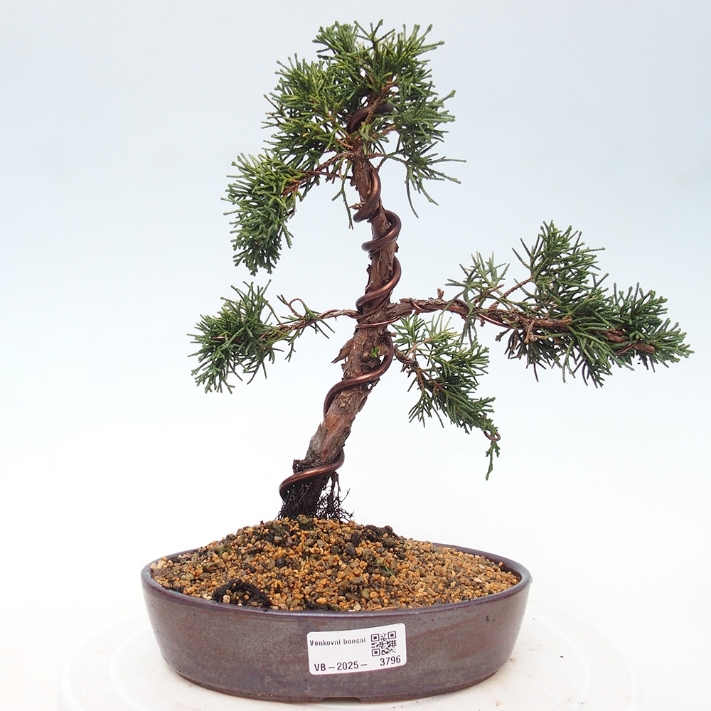 Venkovní bonsai - Juniperus chinensis Kishu -Jalovec čínský