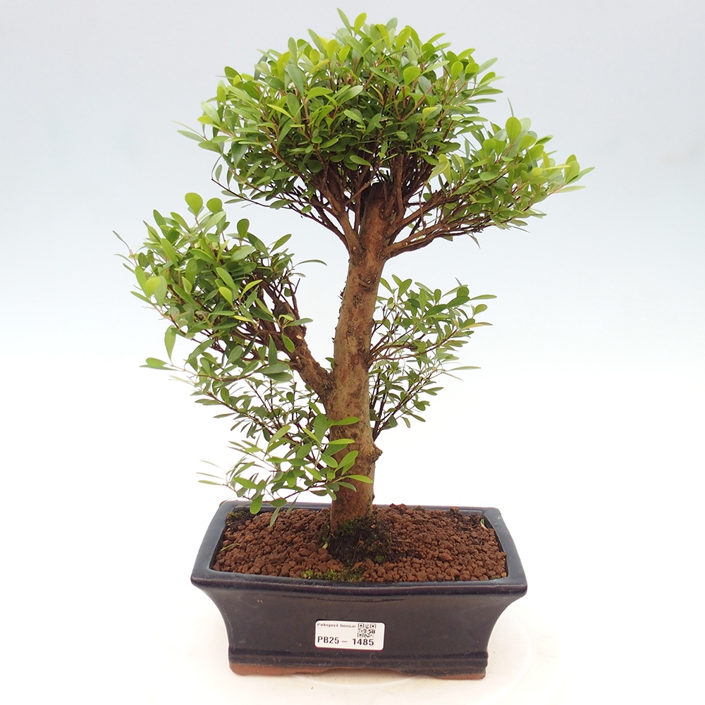 Pokojová bonsai - Syzygium - Pimentovník