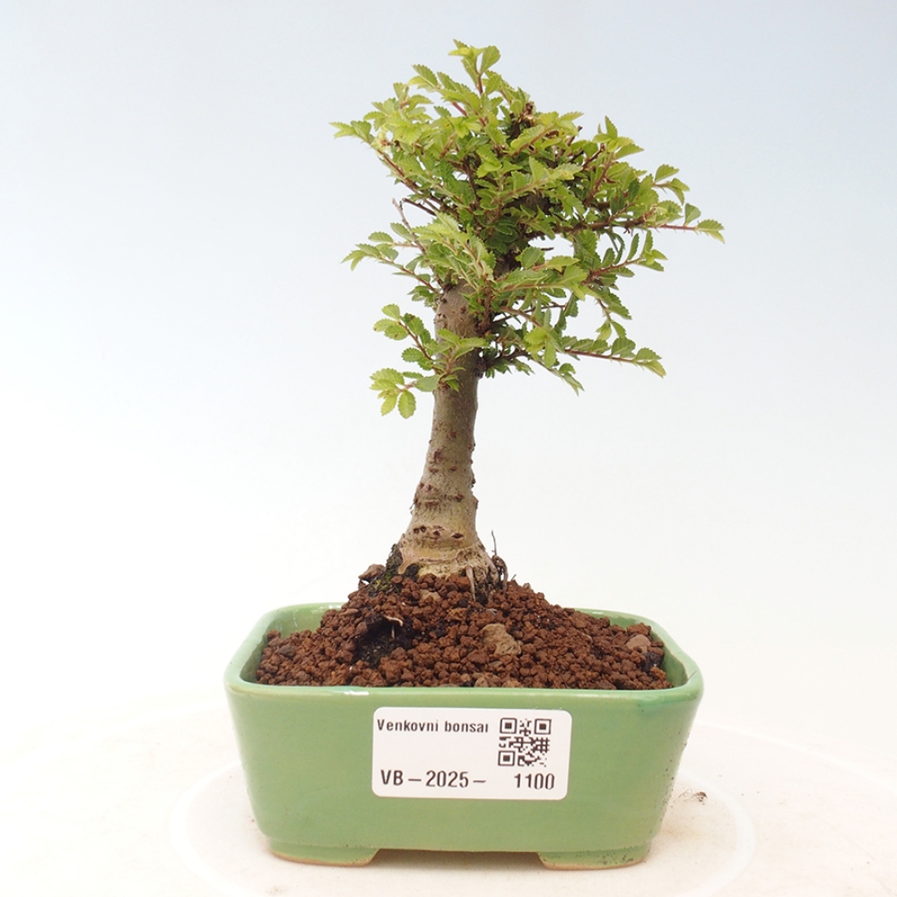 Venkovní bonsai - Ulmus parvifolia Sagei - Malolistý jilm