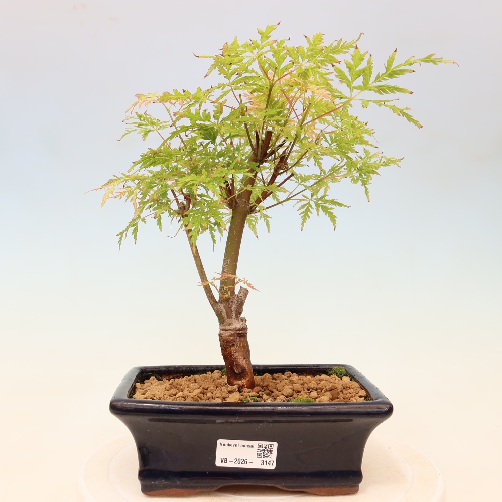 Venkovní bonsai - Acer palmatum Dissectum - Javor dlanitolistý 