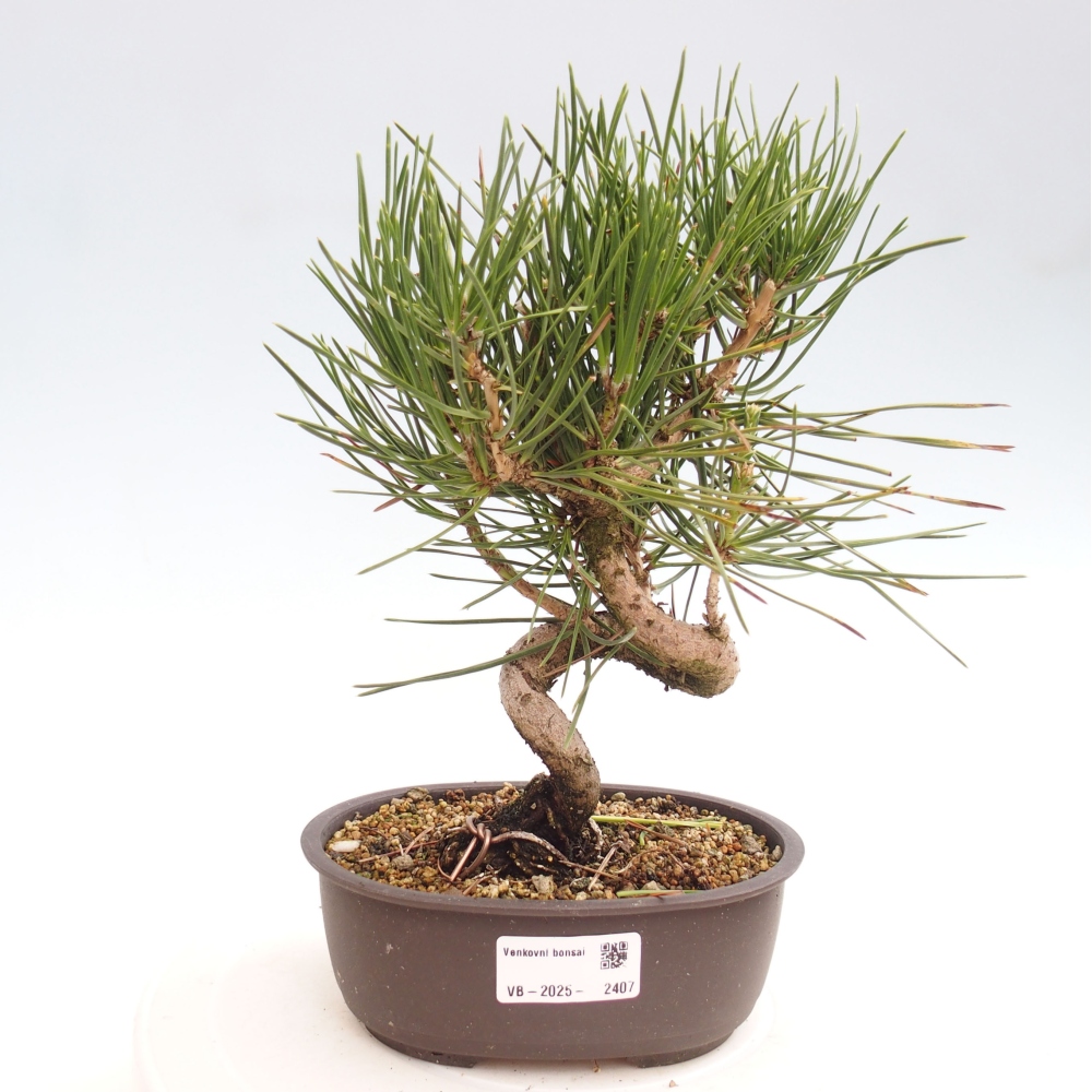 Venkovní bonsai - Pinus thunbergii - Borovice thunbergova
