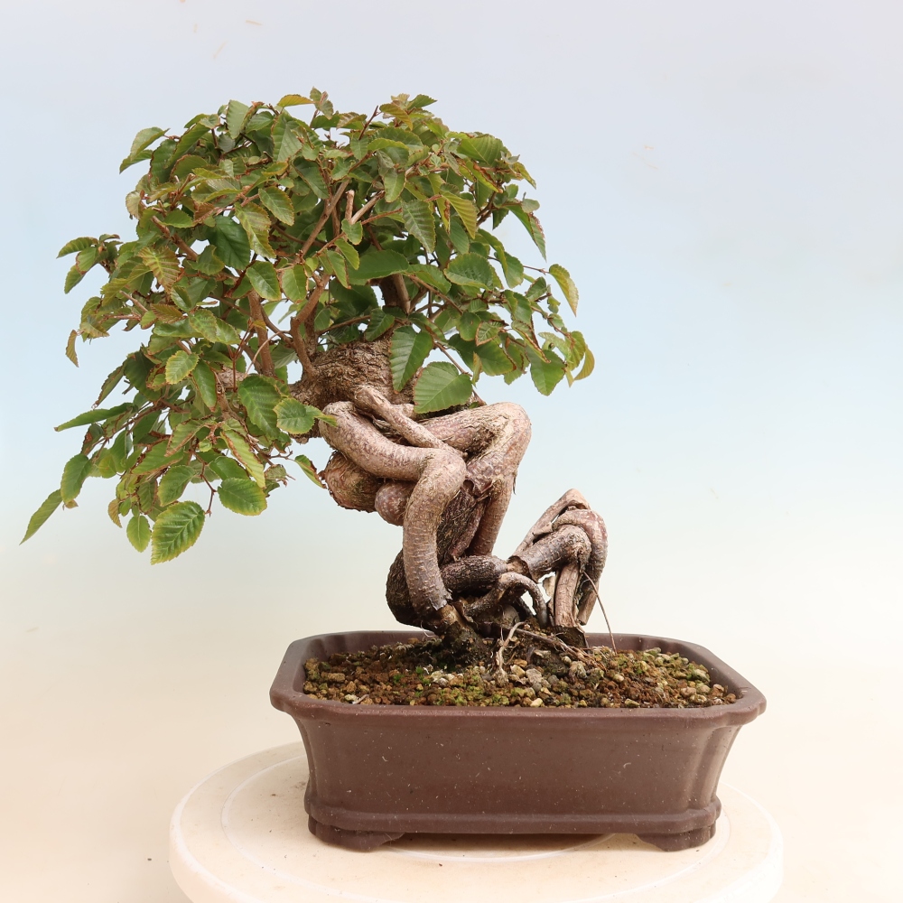 Venkovní bonsai -Carpinus CARPINOIDES - Habr korejský