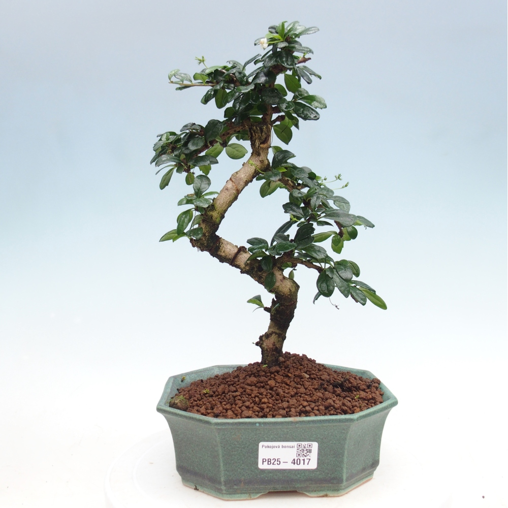 Pokojová bonsai - Carmona macrophylla - Čaj fuki