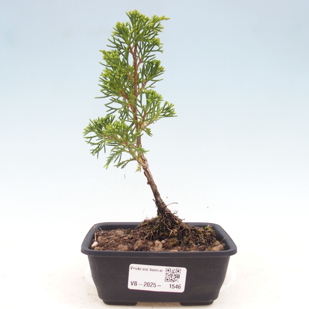 Venkovní bonsai - Juniperus chinensis Itoigawa -Jalovec čínský