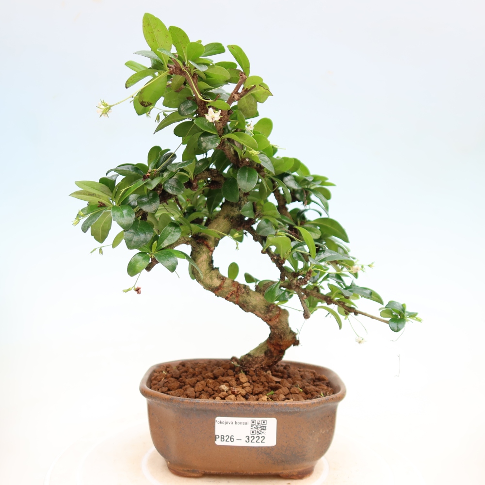 Pokojová bonsai - Carmona macrophylla - Čaj fuki