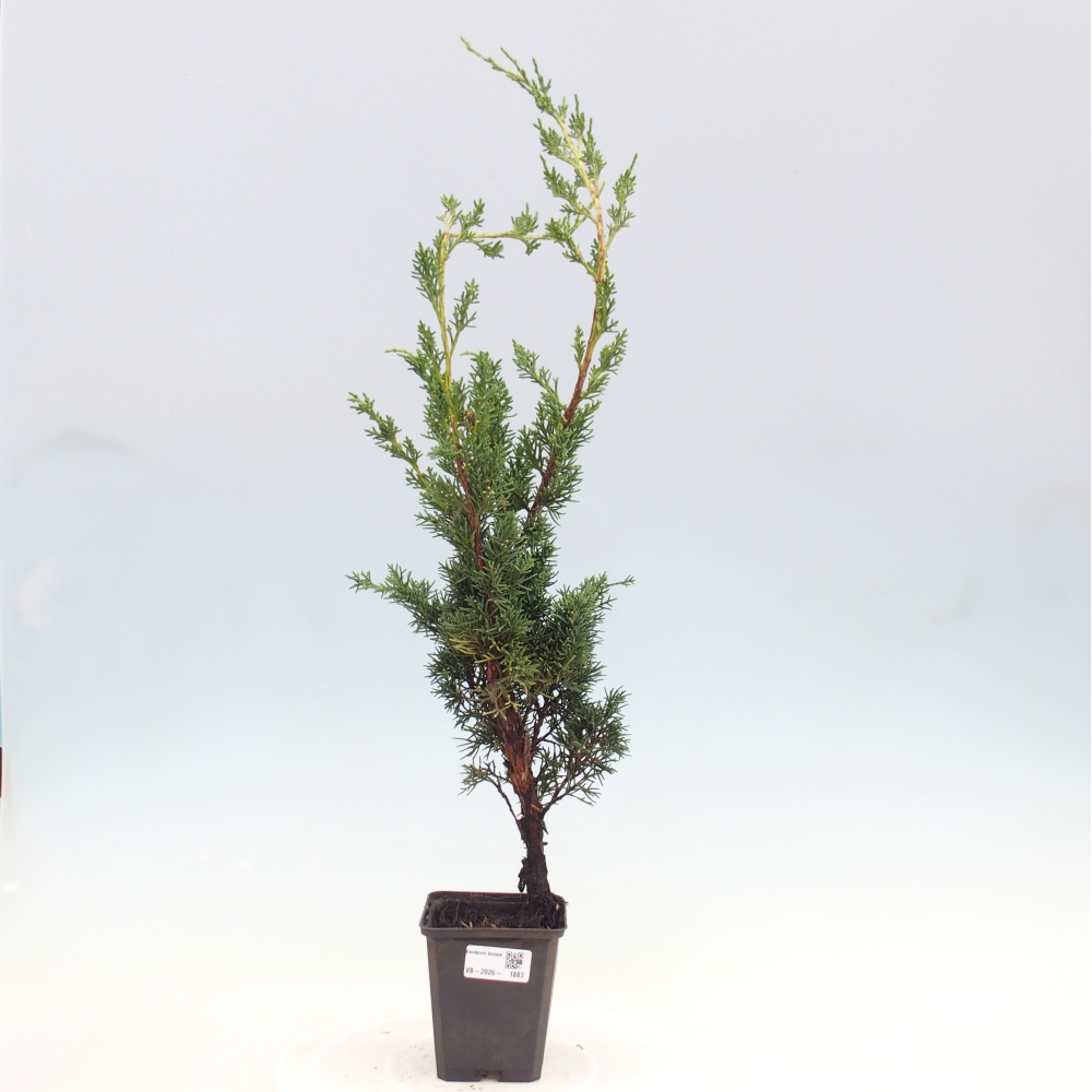 Venkovní bonsai - Juniperus chinensis Kishu -Jalovec čínský