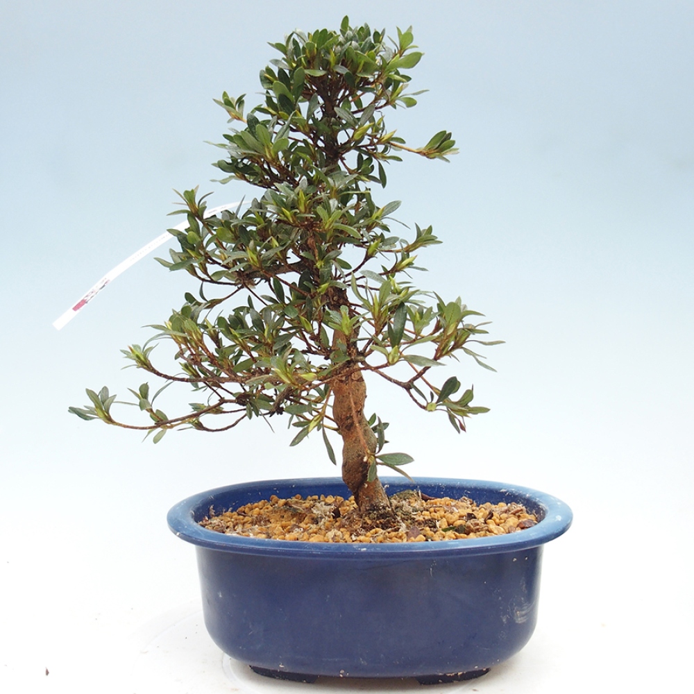Venkovní bonsai - Japonská azalka - Azalea Suigootome