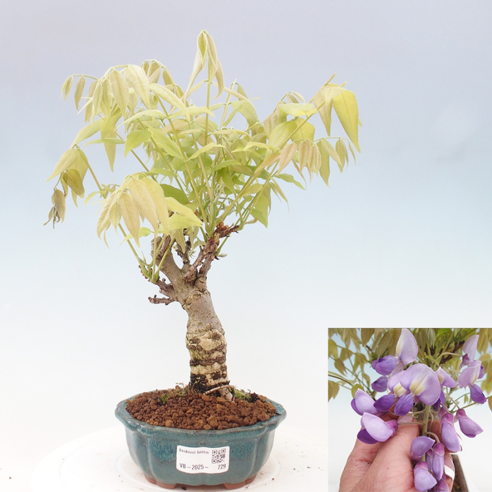 Venkovní bonsai - Vistarie květnatá - Wisteria floribunda