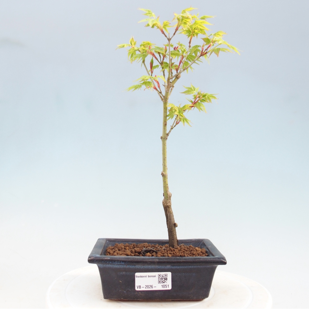 Acer palmatum Aureum - Javor dlanitolistý zlatý