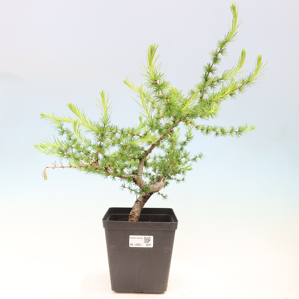 Venkovní bonsai -Larix decidua - Modřín opadavý 