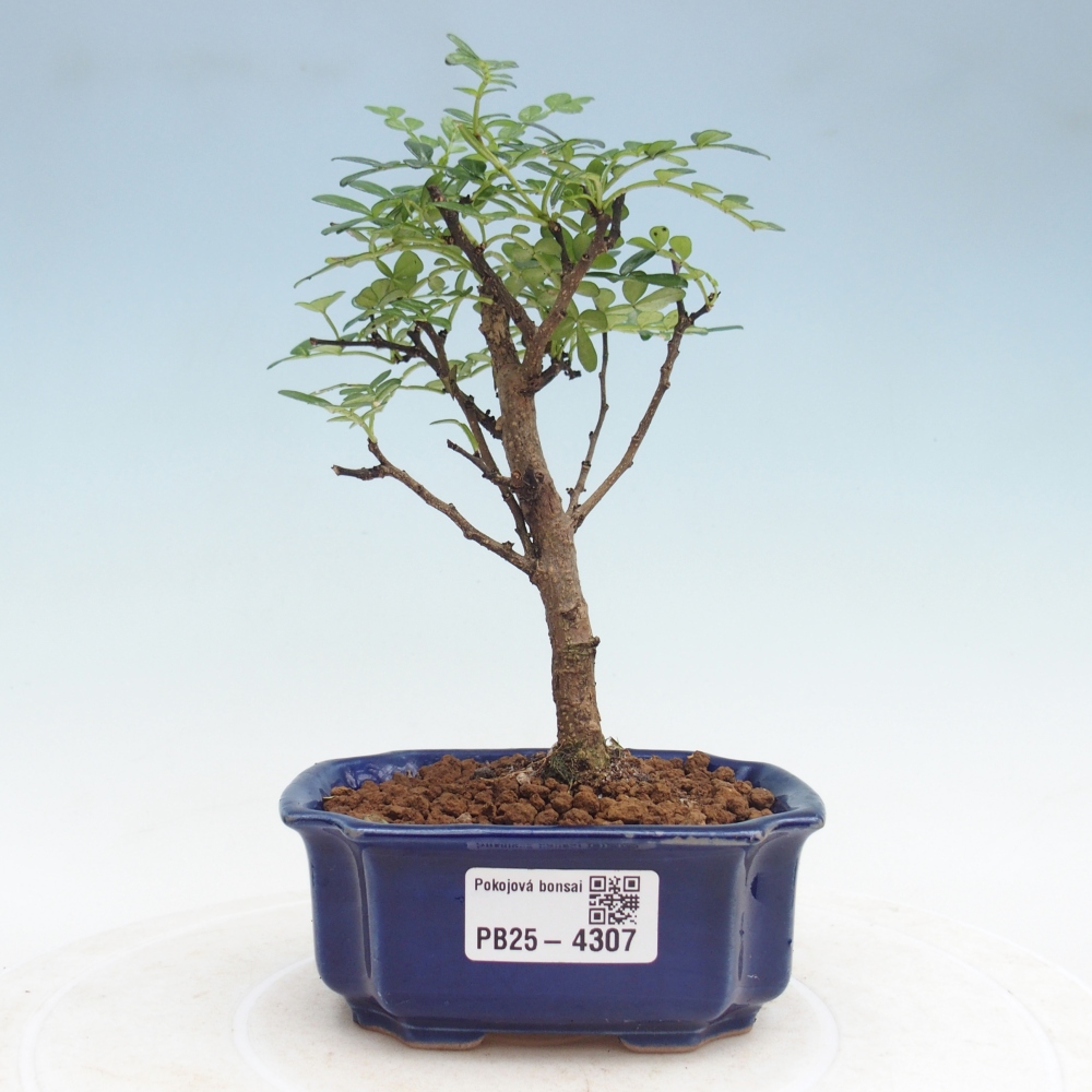 Pokojová bonsai - Zantoxylum piperitum - pepřovník