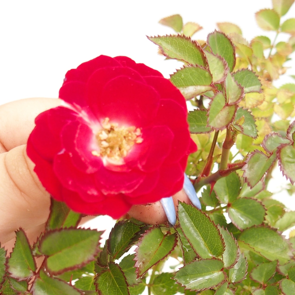 Venkovní bonsai - Rosa Kordes -  růže