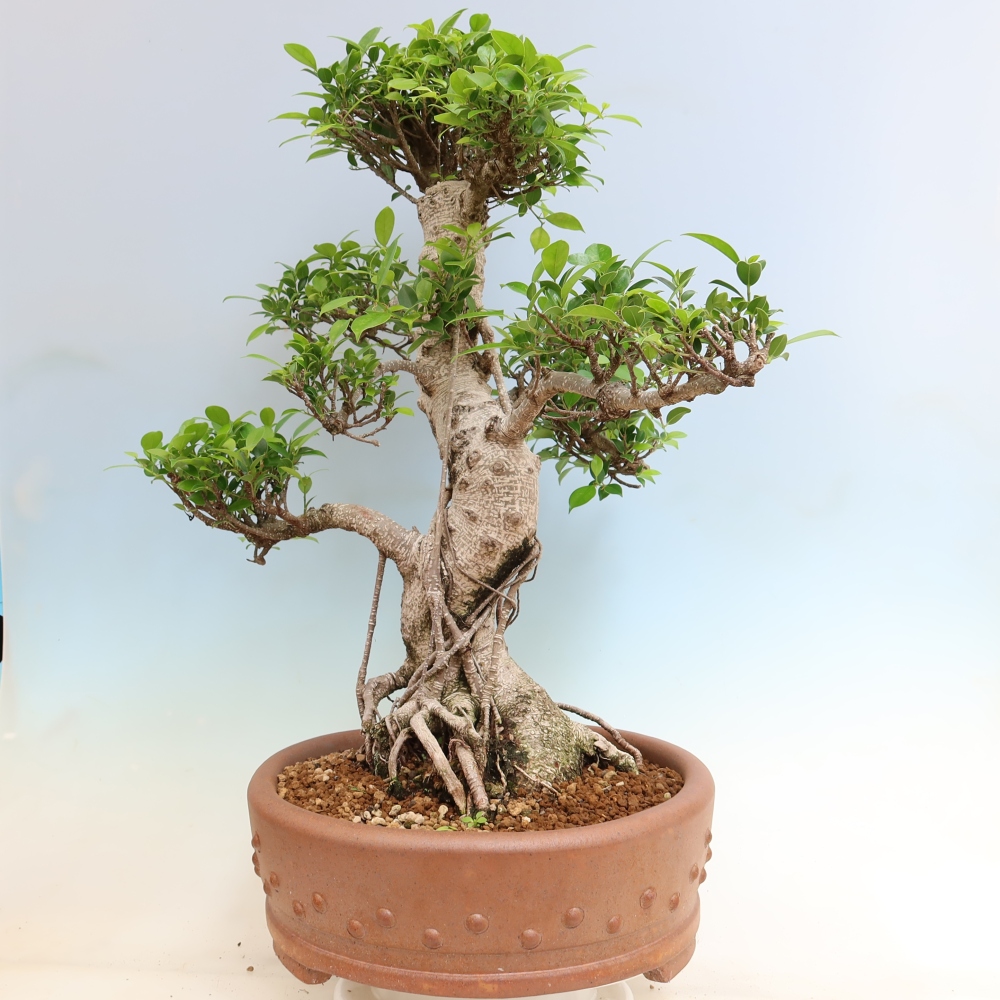 Pokojová bonsai - Ficus kimmen -  malolistý fíkus