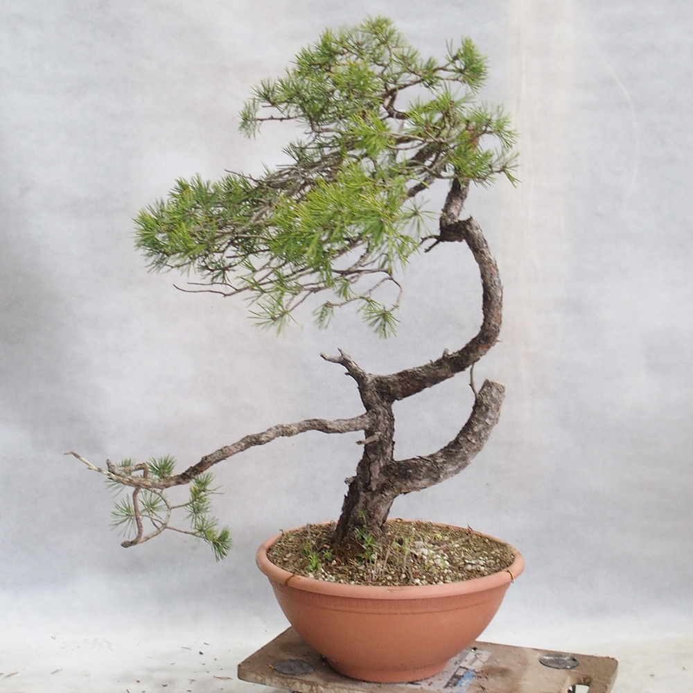 Yamadori - Pinus sylvestris 