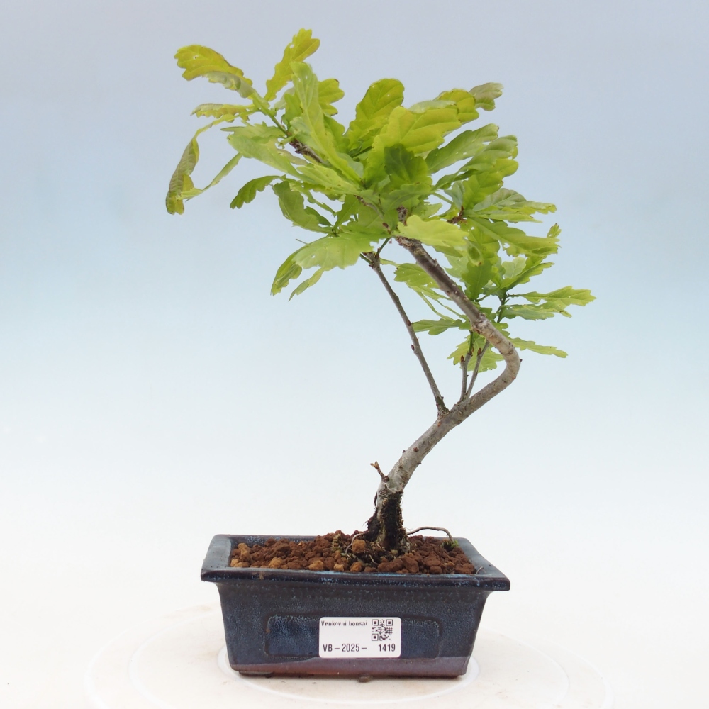 Venkovní bonsai - Quercus robur - Dub letní
