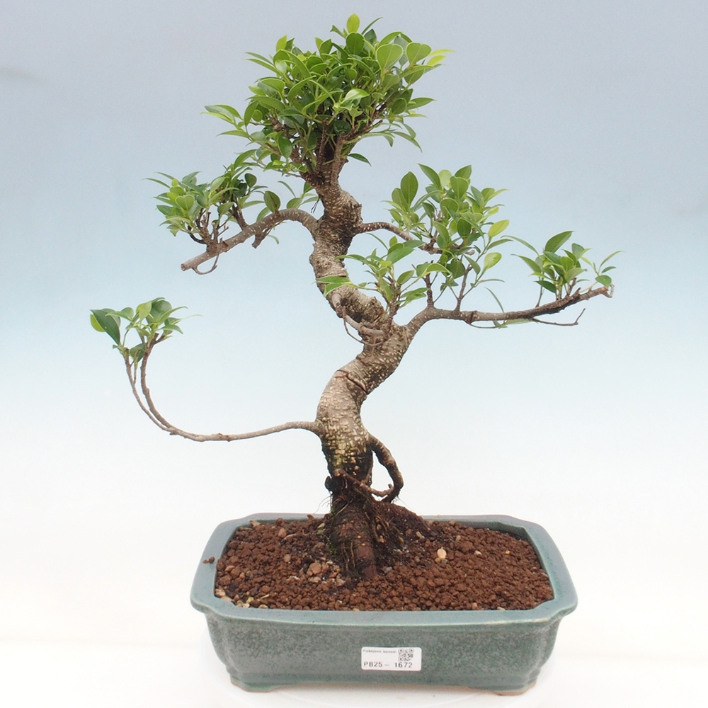 Pokojová bonsai - Ficus kimmen -  malolistý fíkus