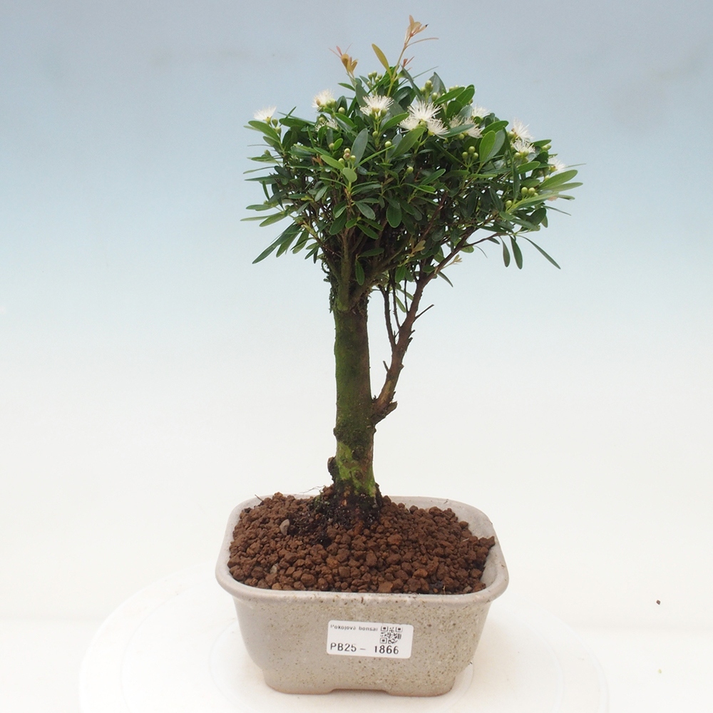 Pokojová bonsai - Syzygium - Pimentovník