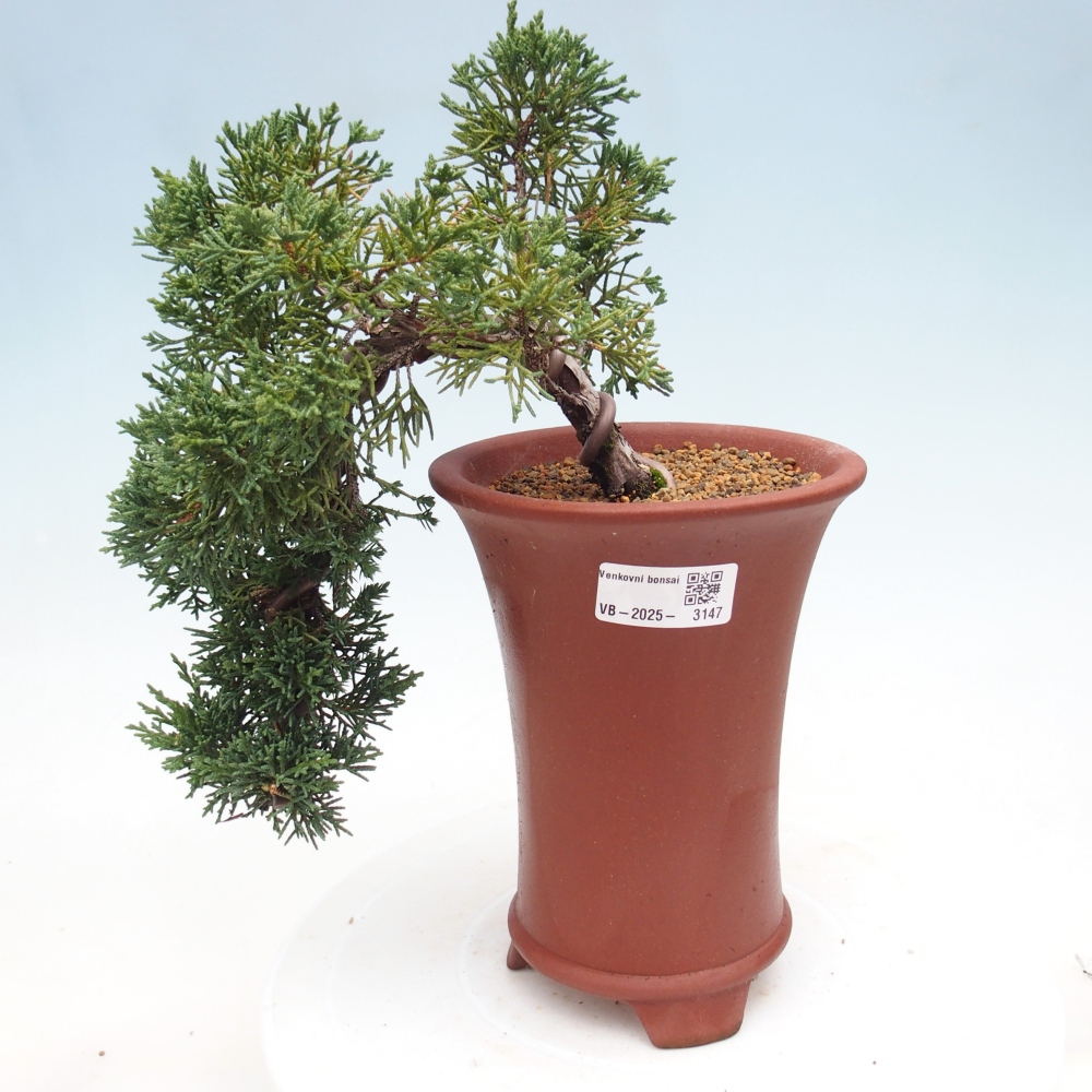 Venkovní bonsai - Juniperus chinensis Kishu -Jalovec čínský