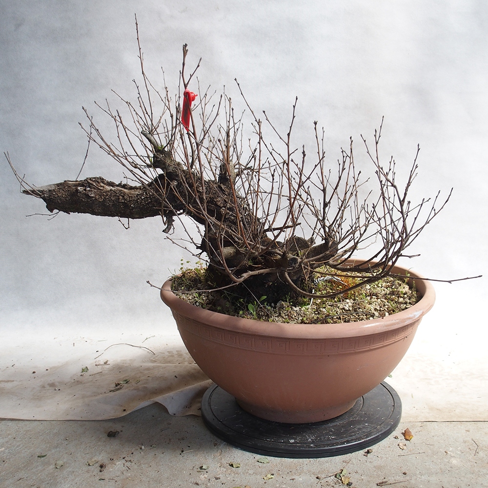 Venkovní bonsai -Mahalebka - Prunus mahaleb