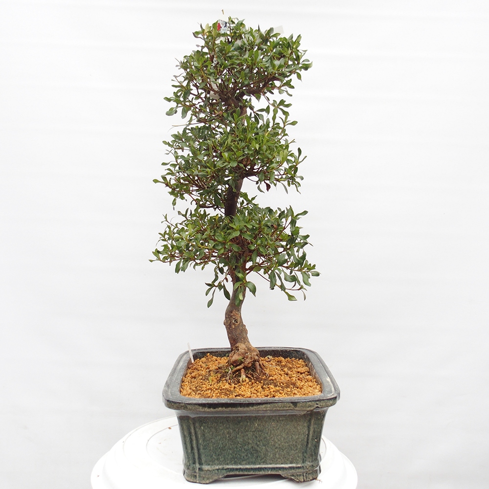Venkovní bonsai - Japonská azalka - Azalea Kisshoten