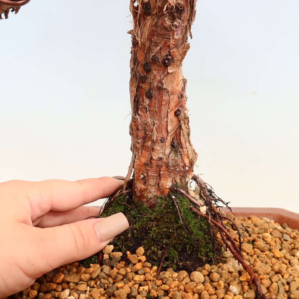 Venkovní bonsai - Juniperus chinensis Kishu -Jalovec čínský