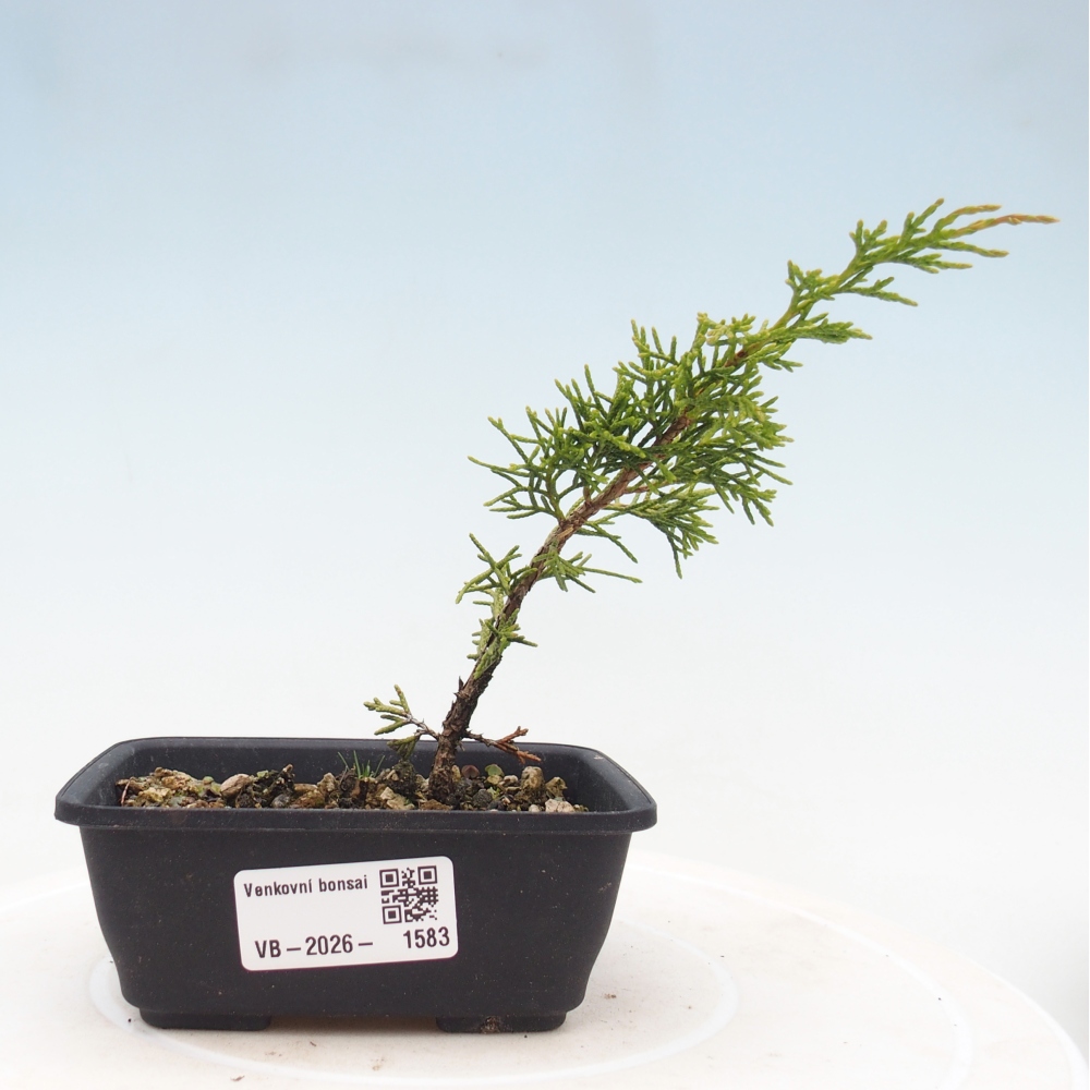 Venkovní bonsai - Juniperus chinensis Itoigawa -Jalovec čínský
