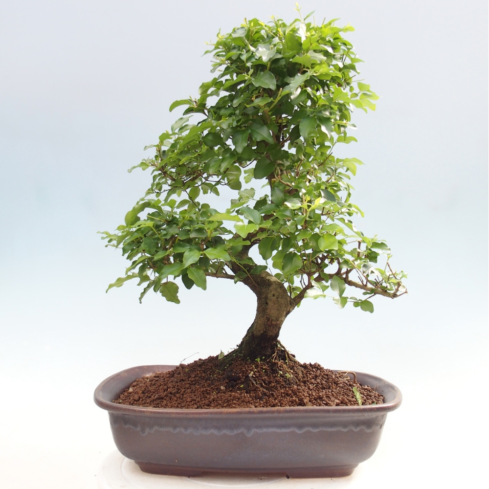 Pokojová bonsai -Ligustrum chinensis - Ptačí zob