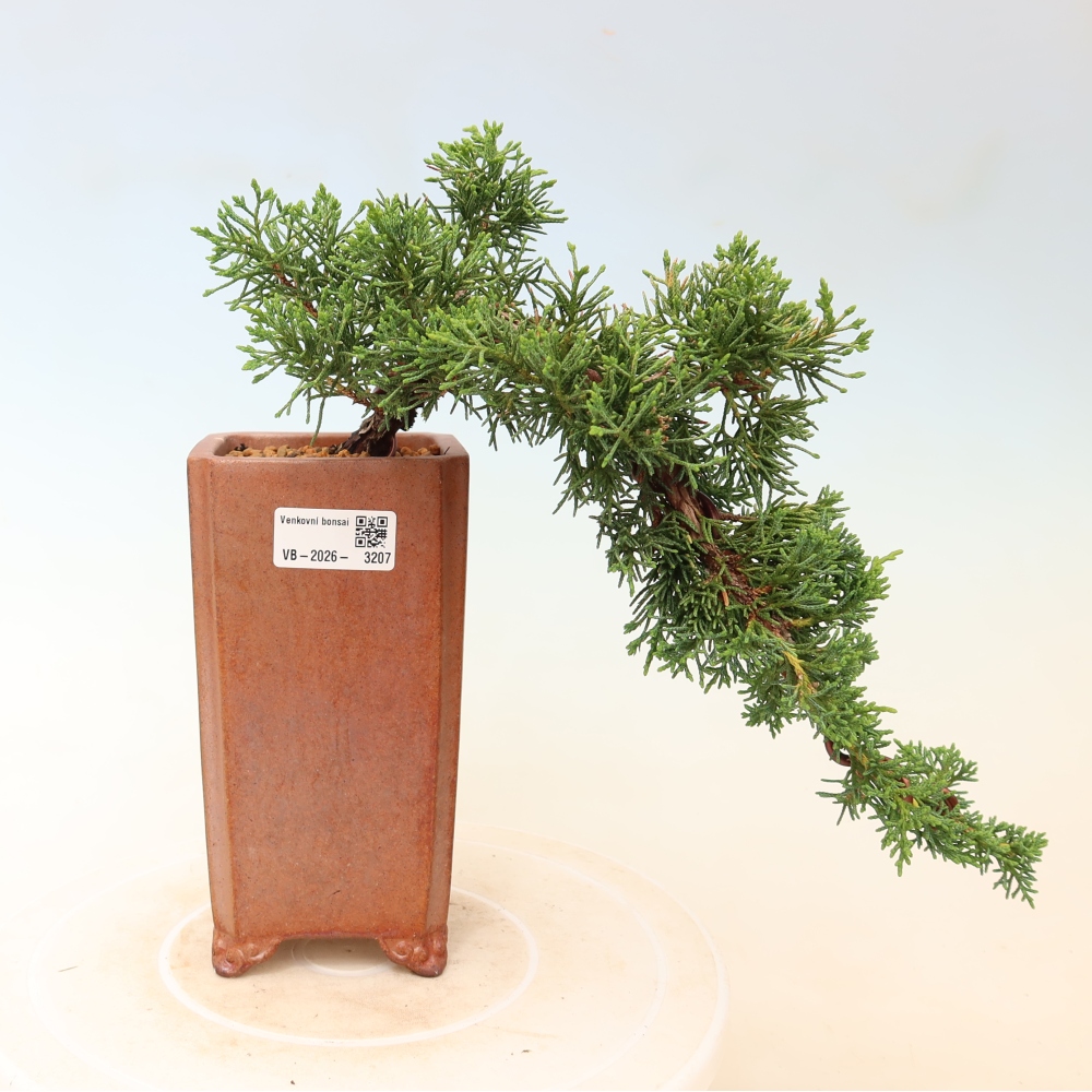 Venkovní bonsai - Juniperus chinensis Kishu -Jalovec čínský