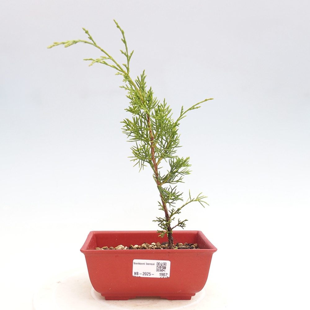 Venkovní bonsai - Juniperus chinensis Itoigawa -Jalovec čínský