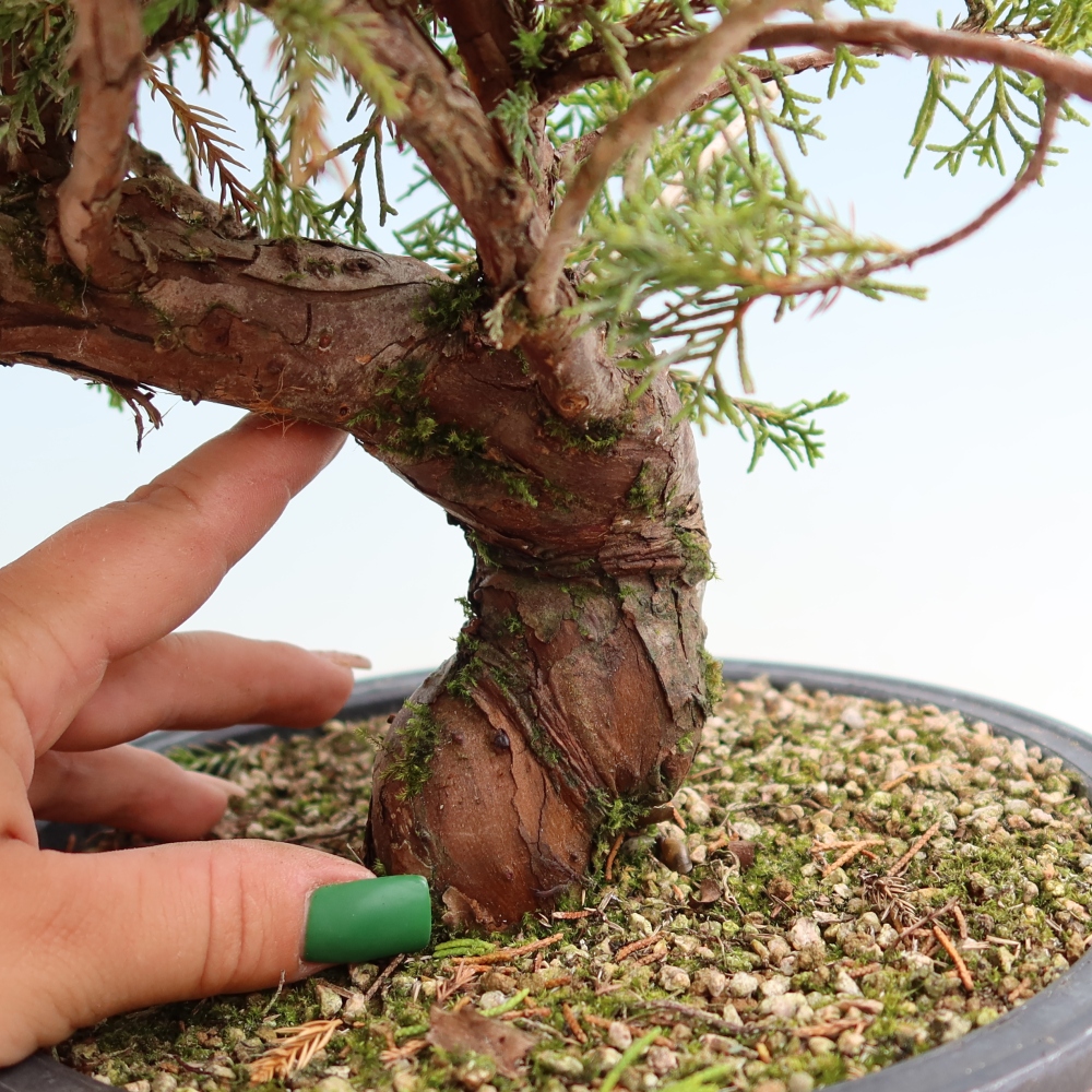 Venkovní bonsai - Juniperus chinensis Itoigawa-Jalovec čínský