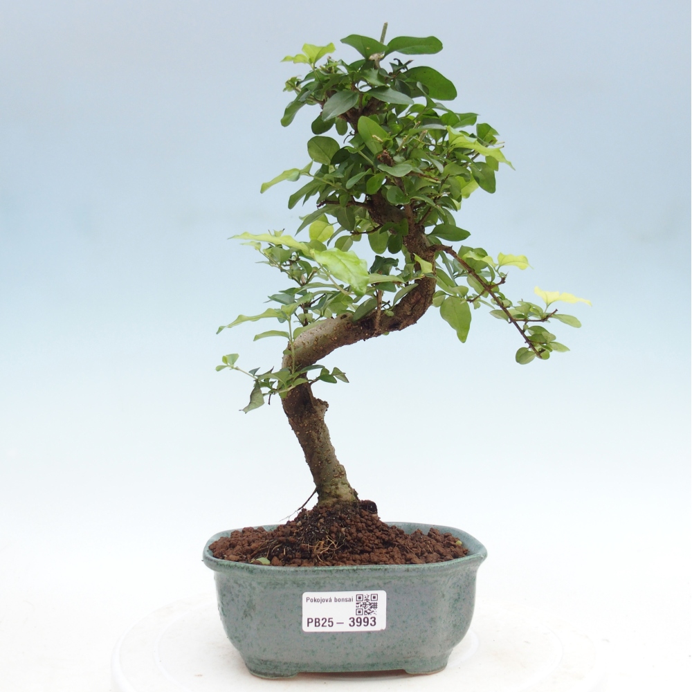 Pokojová bonsai -Ligustrum chinensis - Ptačí zob